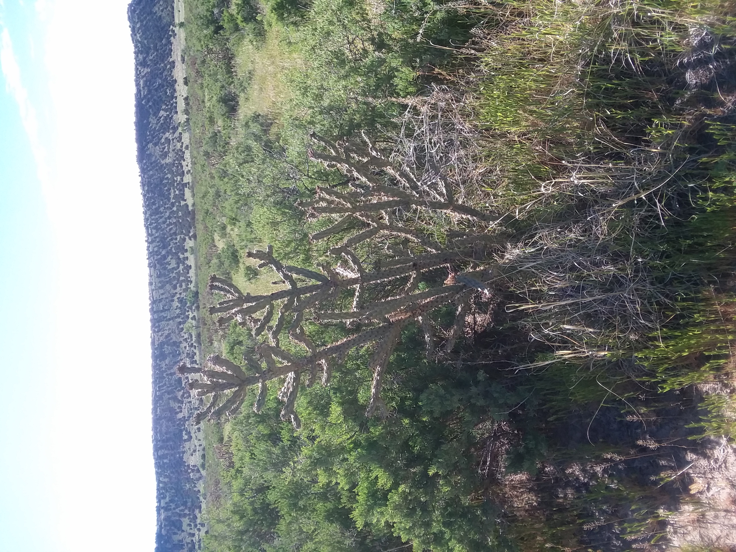 Picketwire canyon dinosaur tracks seconews.org