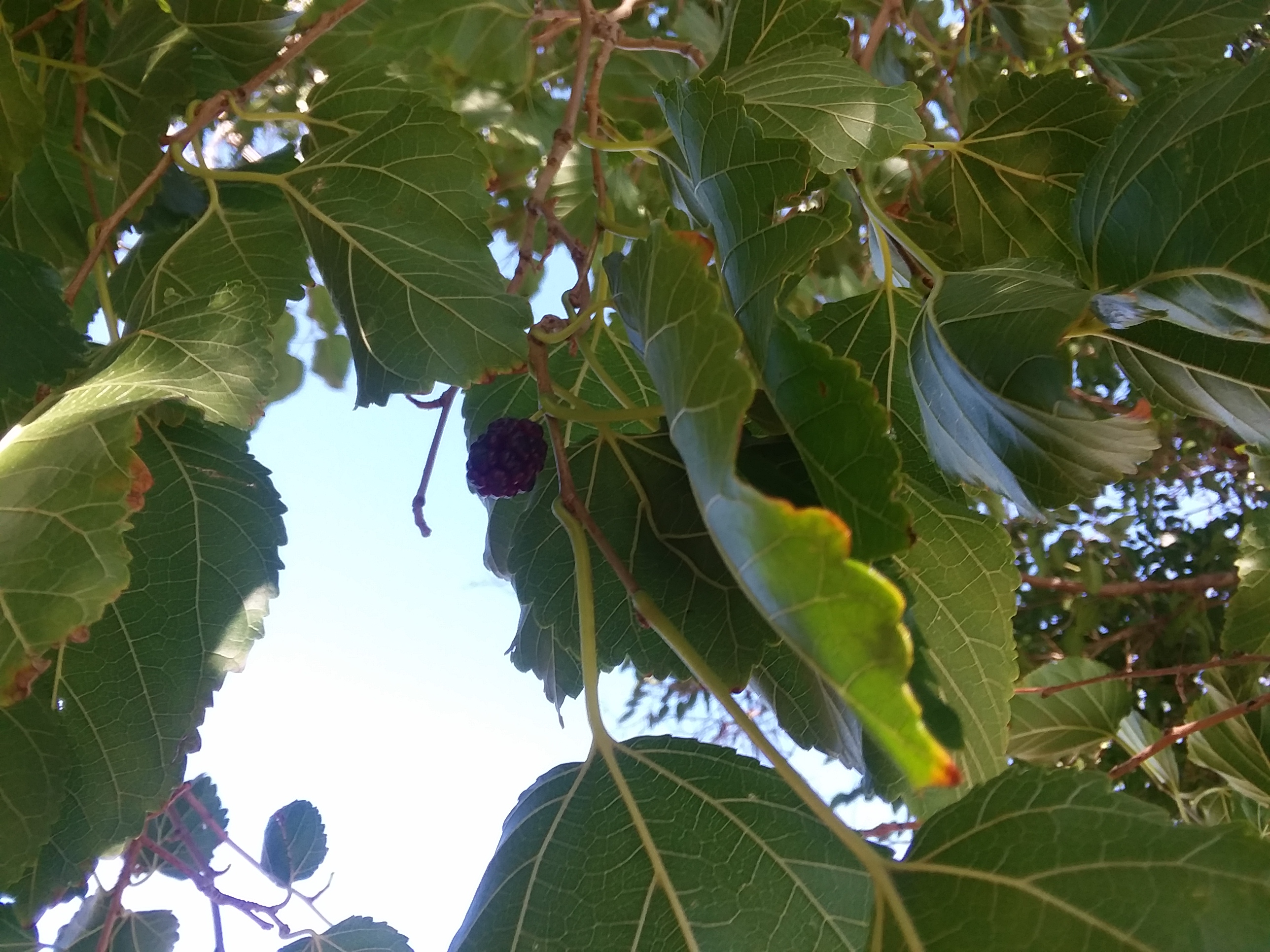 Boggsville, seconews.org