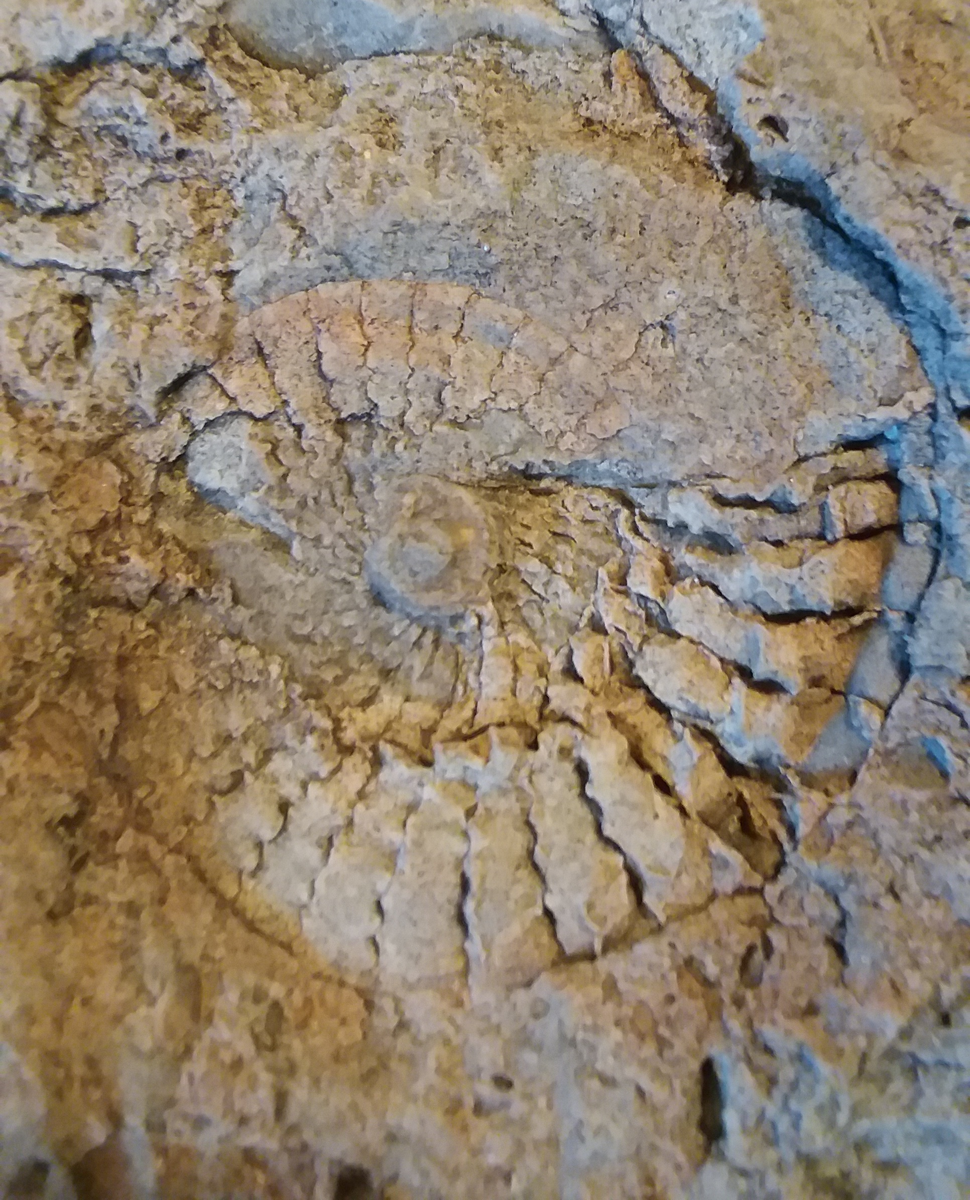 Fossil picketwire canyon dinosaur tracks seconews.org