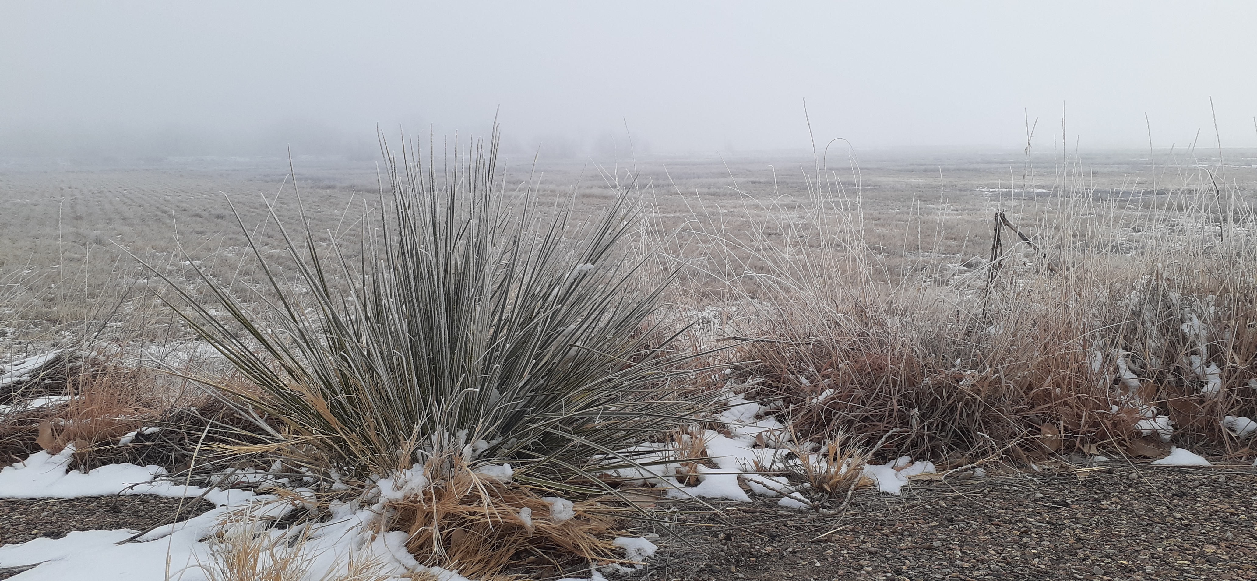 Freezing Fog Frost seconews.org SECO News