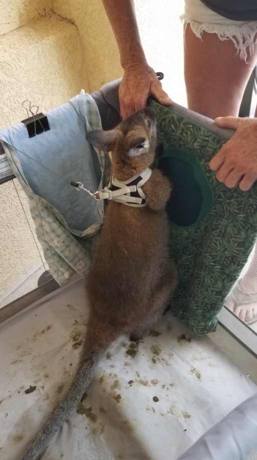 Woodruff Memorial Library Summer Reading Program Wallaby 